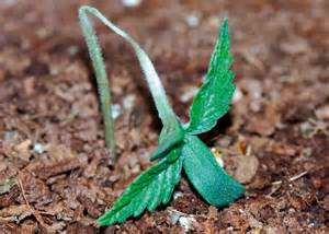 Hongos en el cultivo de marihuana
