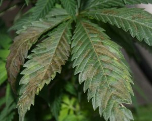 Hongos en el cultivo de marihuana