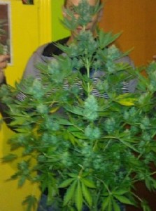 Como plantar marihuana