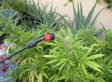 Insecticidas y fungicidas ecológicos en el cultivo de cannabis