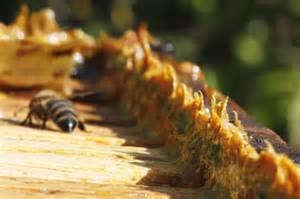 Insecticidas y fungicidas ecológicos en el cultivo de cannabis