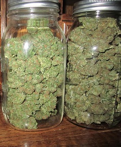 Secado y curado del cannabis