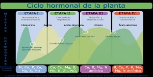 Las hormonas en las plantas